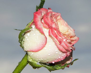 Gökyüzü arka planında güzel bir gül, yaz konsepti, yakın manzara  
