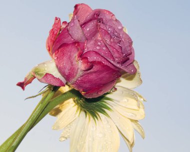 Gökyüzünde güzel çiçekler, yaz konsepti, yakın manzara  