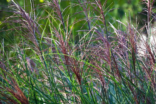 Hermosas Plantas Que Crecen Jardín Verano Día Soleado — Foto de Stock