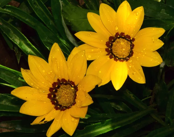 Hermosas Flores Que Crecen Aire Libre Jardín Concepto Verano Vista — Foto de Stock