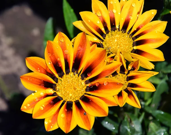 Primo Piano Fiori Incredibili Fioriscono — Foto Stock