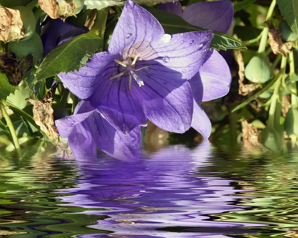 Beautiful Flowers Growing Water Summer Concept Close View — Stock Photo, Image