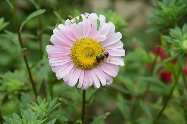 Mooie Bloemenkwekerij Tuin Zomerconcept Dichtbij Uitzicht — Stockfoto