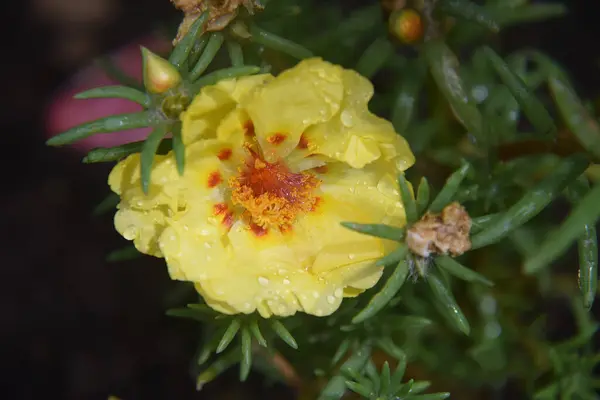 Bellissimo Fiore Che Cresce All Aperto Giardino Concetto Estivo Vista — Foto Stock