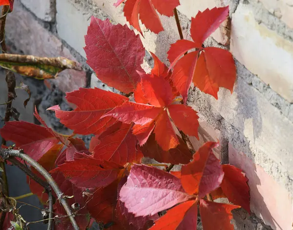 Sonbahar Ağaç Dallarının Kırmızı Yapraklı Taş Duvar Arkaplanının Manzarası — Stok fotoğraf