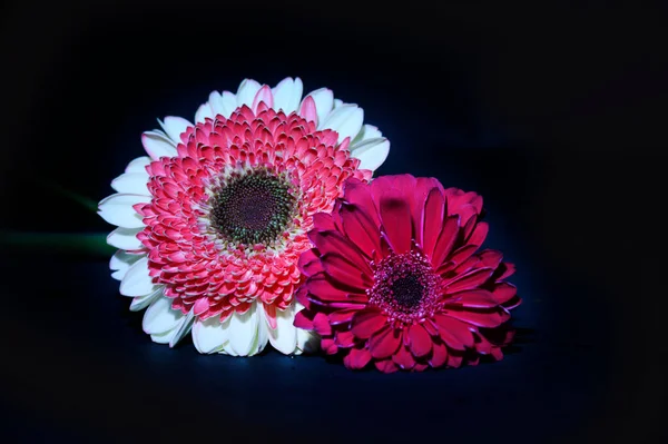 Schöne Gerbera Blüten Auf Dunklem Hintergrund Nahsicht — Stockfoto