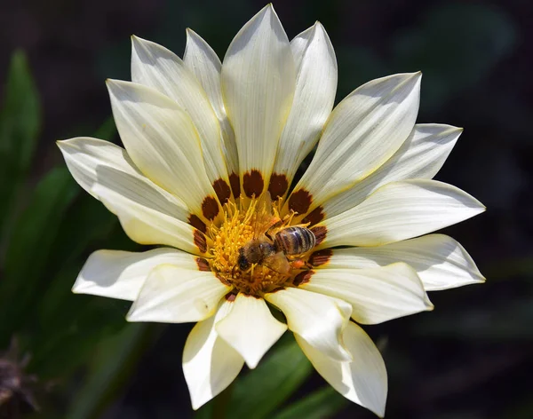 Bahçedeki Güzel Çiçeklerde Arı Tozlaşması Yaz Konsepti Yakın Görüş — Stok fotoğraf
