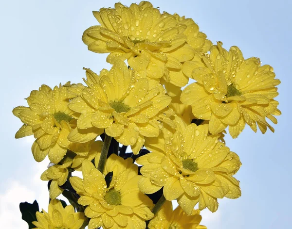 Красиві Квіти Фоні Неба Літня Концепція Вид Крупним Планом — стокове фото