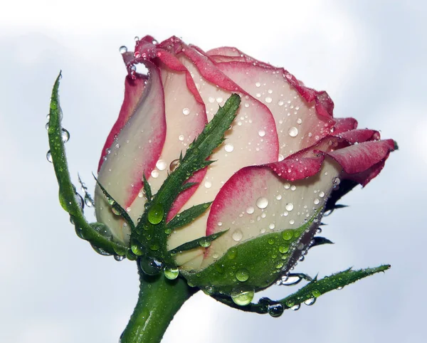 Hermosa Flor Rosa Fondo Del Cielo Concepto Verano Vista Cercana —  Fotos de Stock