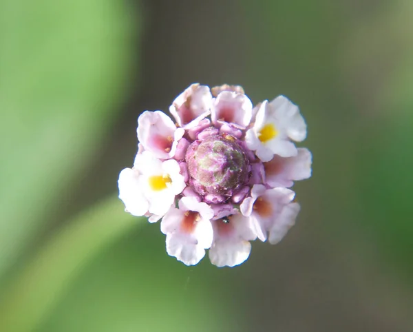 Vackra Blommor Växer Utomhus Trädgården Sommar Koncept Nära Utsikt — Stockfoto