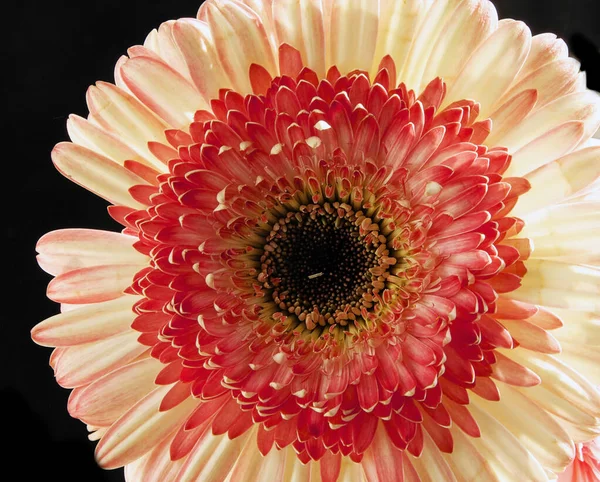 Güzel Gerbera koyu arkaplan, yaz konsepti, yakın görüş  