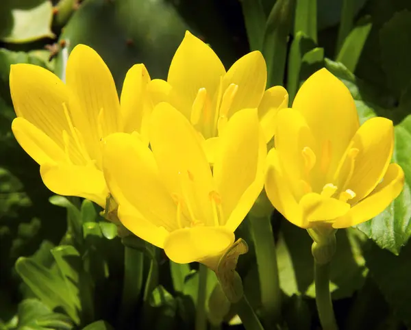 Krásný Krokus Květiny Rostoucí Venku Zahradě Letní Koncept Zblízka — Stock fotografie