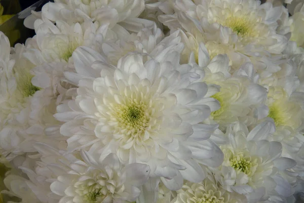 İnanılmaz çiçeklerin açtığı yere yakın.