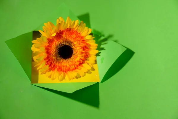 Komposisi Kreatif Dari Kertas Terbuka Dengan Gerbera Pandangan Dekat Konsep — Stok Foto