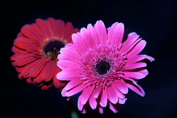 Όμορφη Gerbera Λουλούδια Σκούρο Φόντο Κοντινή Θέα — Φωτογραφία Αρχείου