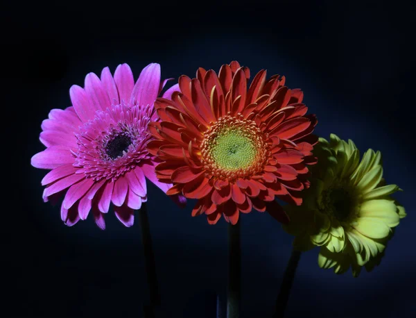 Schöne Gerbera Blüten Auf Dunklem Hintergrund Nahsicht — Stockfoto