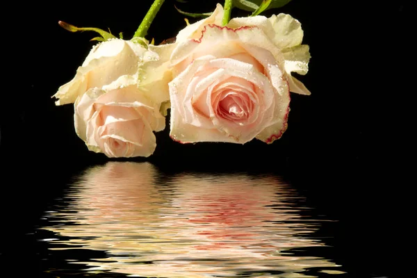 Bellissime Rose Sfondo Scuro Vista Vicino — Foto Stock