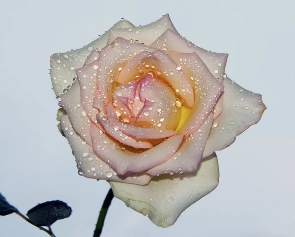 Gökyüzü arka planında güzel bir gül, yaz konsepti, yakın manzara  