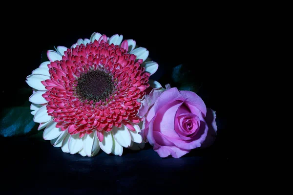 Beautiful Gerbera Rose Flowers Dark Background Close View — Stock Photo, Image