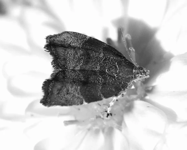Papillon Sur Belle Fleur Poussant Plein Air Dans Jardin Concept — Photo