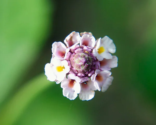 Bellissimo Fiore Che Cresce All Aperto Giardino Concetto Estivo Vista — Foto Stock