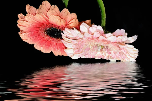 深色背景的美丽的芙蓉花 — 图库照片