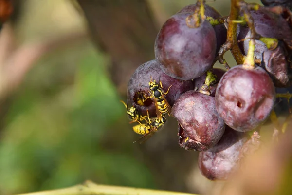 Uva Matura Che Cresce All Aperto Concetto Estivo Vista Vicino — Foto Stock