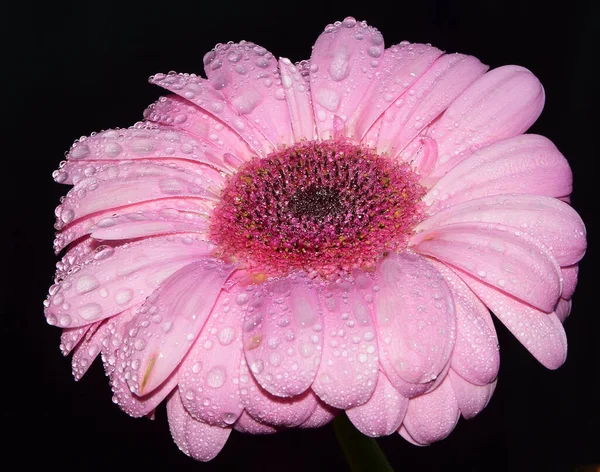 Mooie Gerbera Bloem Donkere Achtergrond Dichtbij Uitzicht — Stockfoto