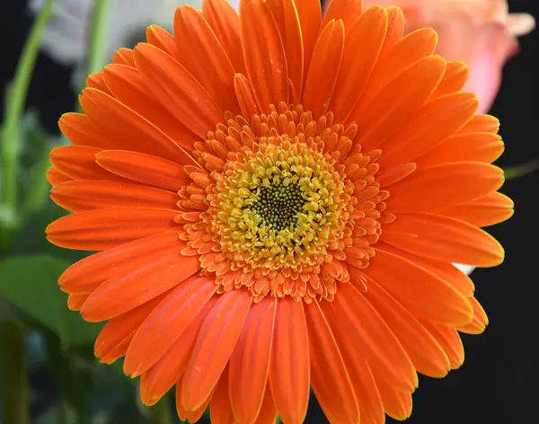 Bela Flor Gerbera Fundo Escuro Vista Próxima — Fotografia de Stock