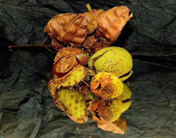 栗の山と葉の密接な眺め秋のコンセプト — ストック写真
