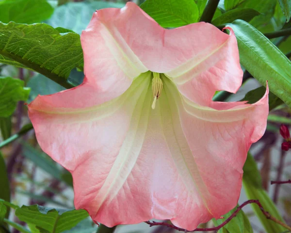 Vacker Blomma Växer Utomhus Trädgården Sommar Koncept Nära Utsikt — Stockfoto