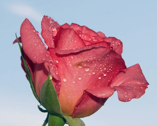 Bunga Mawar Yang Indah Latar Langit Konsep Musim Panas Pandangan — Stok Foto