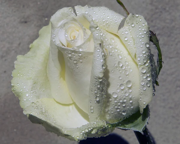 Kum arka planında güzel gül çiçeği, yaz konsepti, yakın manzara  