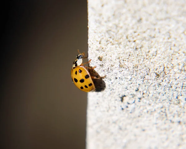 Ladybug Stone Garden Summer Concept Close View — Stock Photo, Image