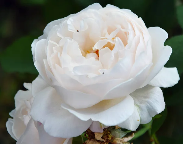 Beautiful Roses Growing Outdoor Garden Summer Concept Close View — Stock Photo, Image