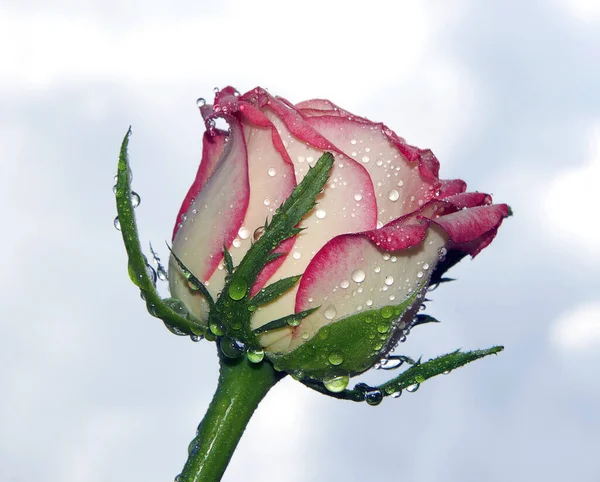 Gökyüzü arka planında güzel bir gül, yaz konsepti, yakın manzara  