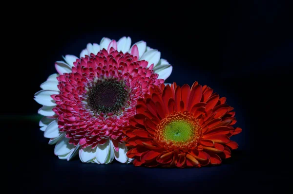 Krásný Gerber Květiny Tmavém Pozadí Zblízka Pohled — Stock fotografie
