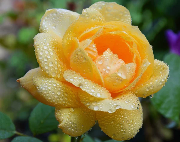 Piękny Kwiat Róży Rośnie Zewnątrz Ogrodzie Koncepcji Latem Widok Bliska — Zdjęcie stockowe