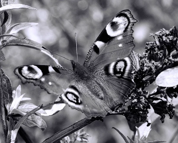 Papillon Sur Belles Fleurs Poussant Plein Air Dans Jardin Concept — Photo