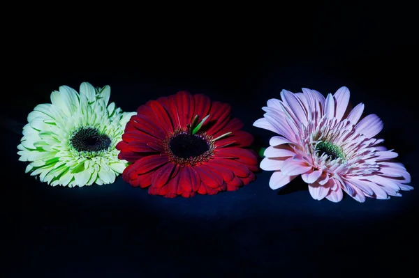 beautiful gerbera flowers on dark background , close view