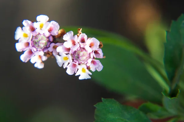 Schöne Blumen Wachsen Freien Garten Sommerkonzept Nahsicht — Stockfoto