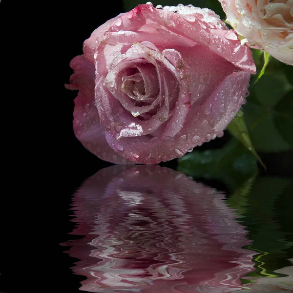 Belles Roses Sur Fond Sombre Concept Été Vue Rapprochée — Photo