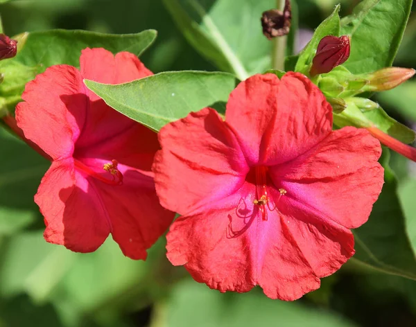 Flores Bonitas Crescendo Livre Jardim Conceito Verão Vista Próxima — Fotografia de Stock