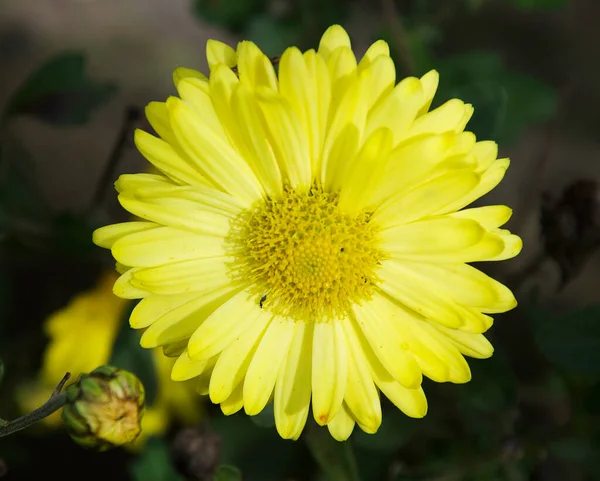 Nahaufnahme Von Erstaunlichen Blumen Blühen — Stockfoto