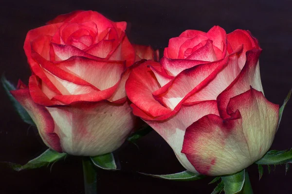 Hermosas Rosas Sobre Fondo Oscuro Vista Cercana — Foto de Stock