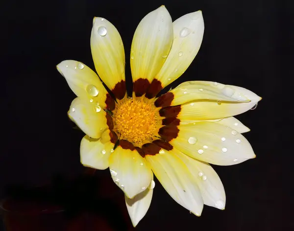 Belle Fleur Gerbera Sur Fond Sombre Vue Rapprochée — Photo