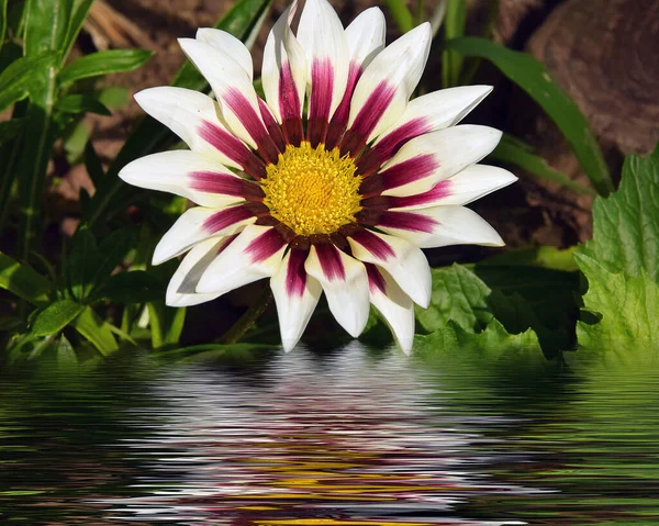 Bela Flor Crescendo Perto Água Conceito Verão Vista Próxima — Fotografia de Stock