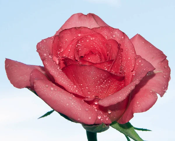 Schöne Rosenblume Auf Himmelshintergrund Sommerkonzept Nahsicht — Stockfoto