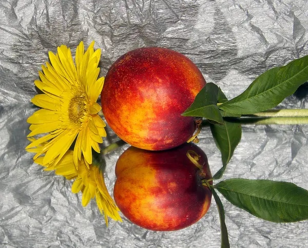 Romantische Komposition Aus Gerbera Blume Mit Pfirsich Auf Grauem Hintergrund — Stockfoto