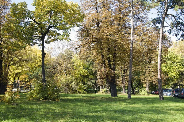 Över Höst Träd Grenar Med Gula Blad Mot Blå Himmel — Stockfoto